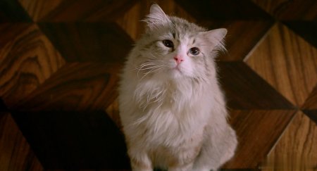 Девять жизней (2016) Девять жизней (2016)