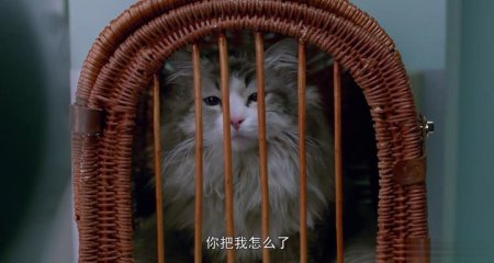 Девять жизней (2016) Девять жизней (2016)