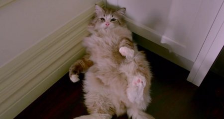 Девять жизней (2016) Девять жизней (2016)