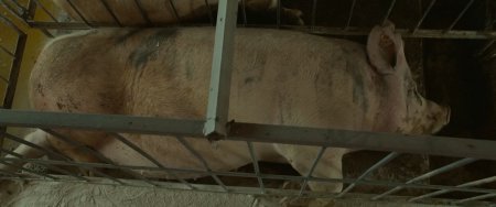 Мистер Свин (2016) Мистер Свин (2016)