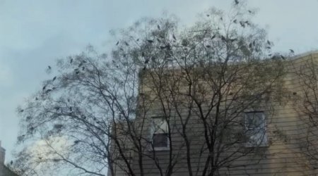 Рождество, опять (2017) Рождество, опять (2017)