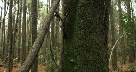 Демон дерева (2016)