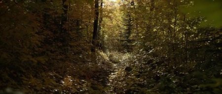 Жестокие мечты (2016) Жестокие мечты (2016)