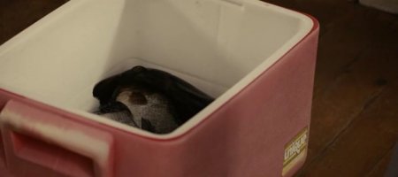 Пять ночей в Мэне (2015) Пять ночей в Мэне (2015)